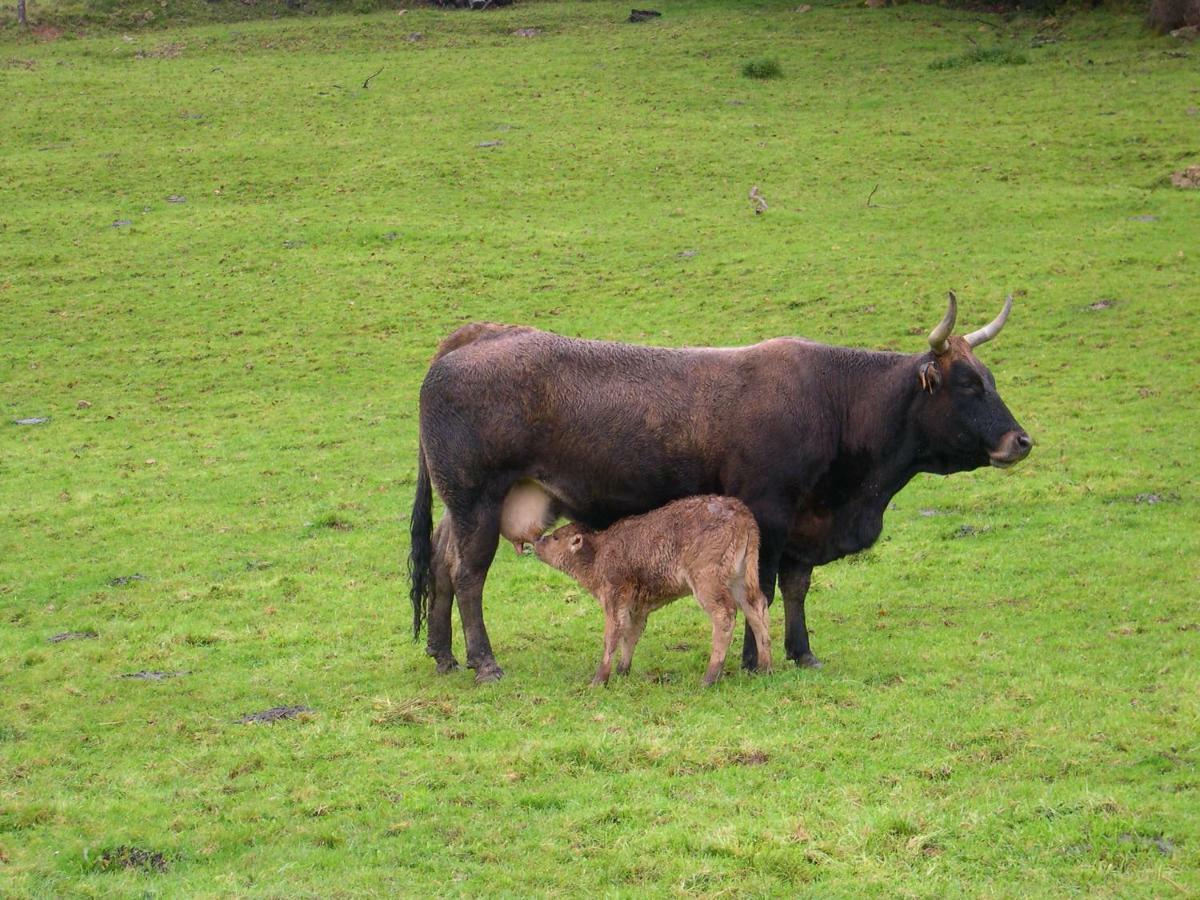 Piloña Turismo Rural El Sidronゲストハウス エクステリア 写真